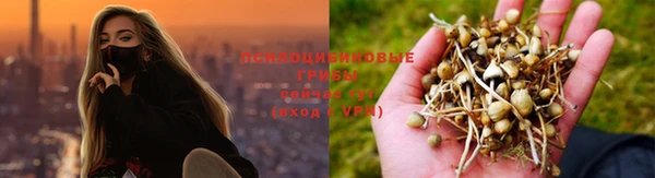 PSILOCYBIN Коряжма